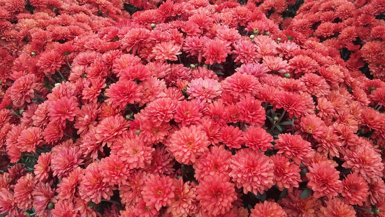 Nahaufnahme von roten Chrysanthemenblüten, ideal für Gartengestaltung.