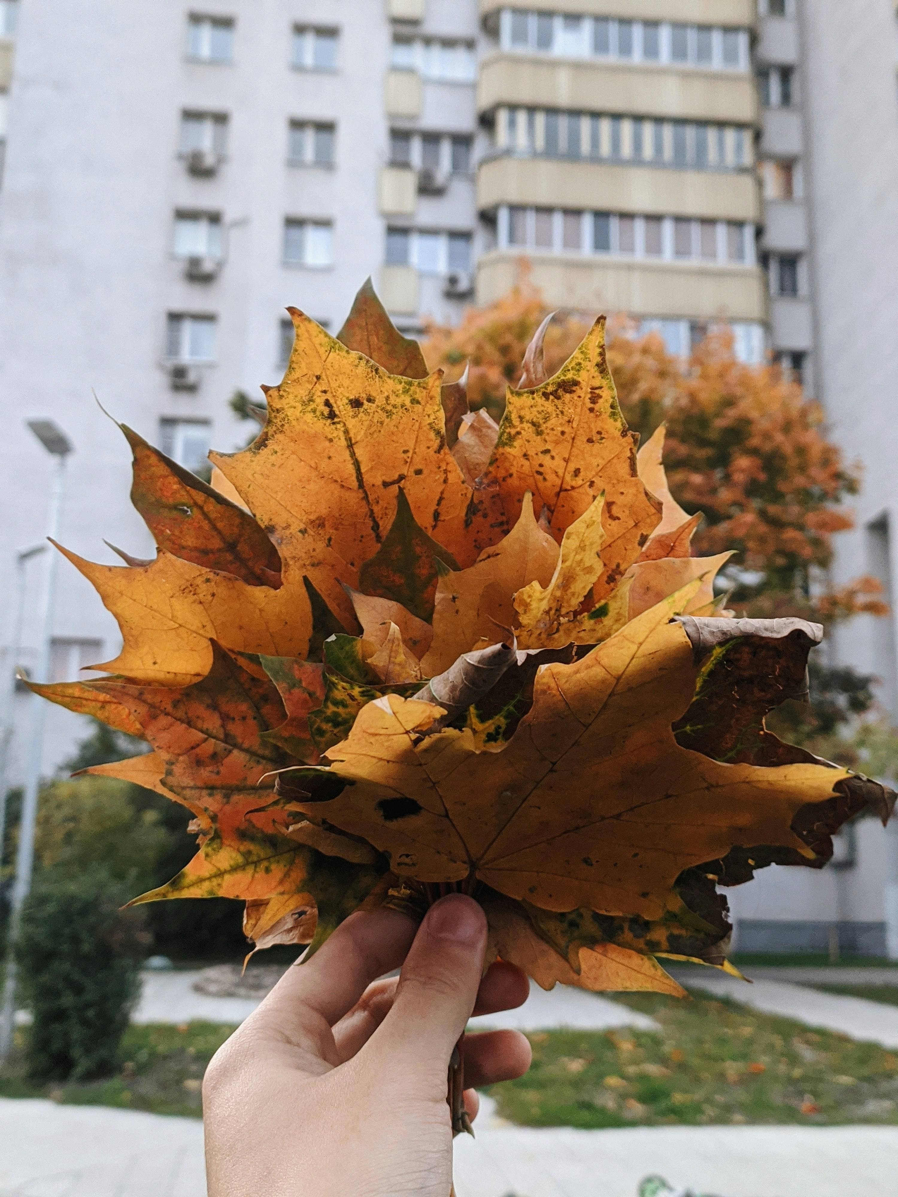 Hand hält einen Strauß goldener Ahornblätter vor einem Wohnhaus. Herbstliche Dekoration.