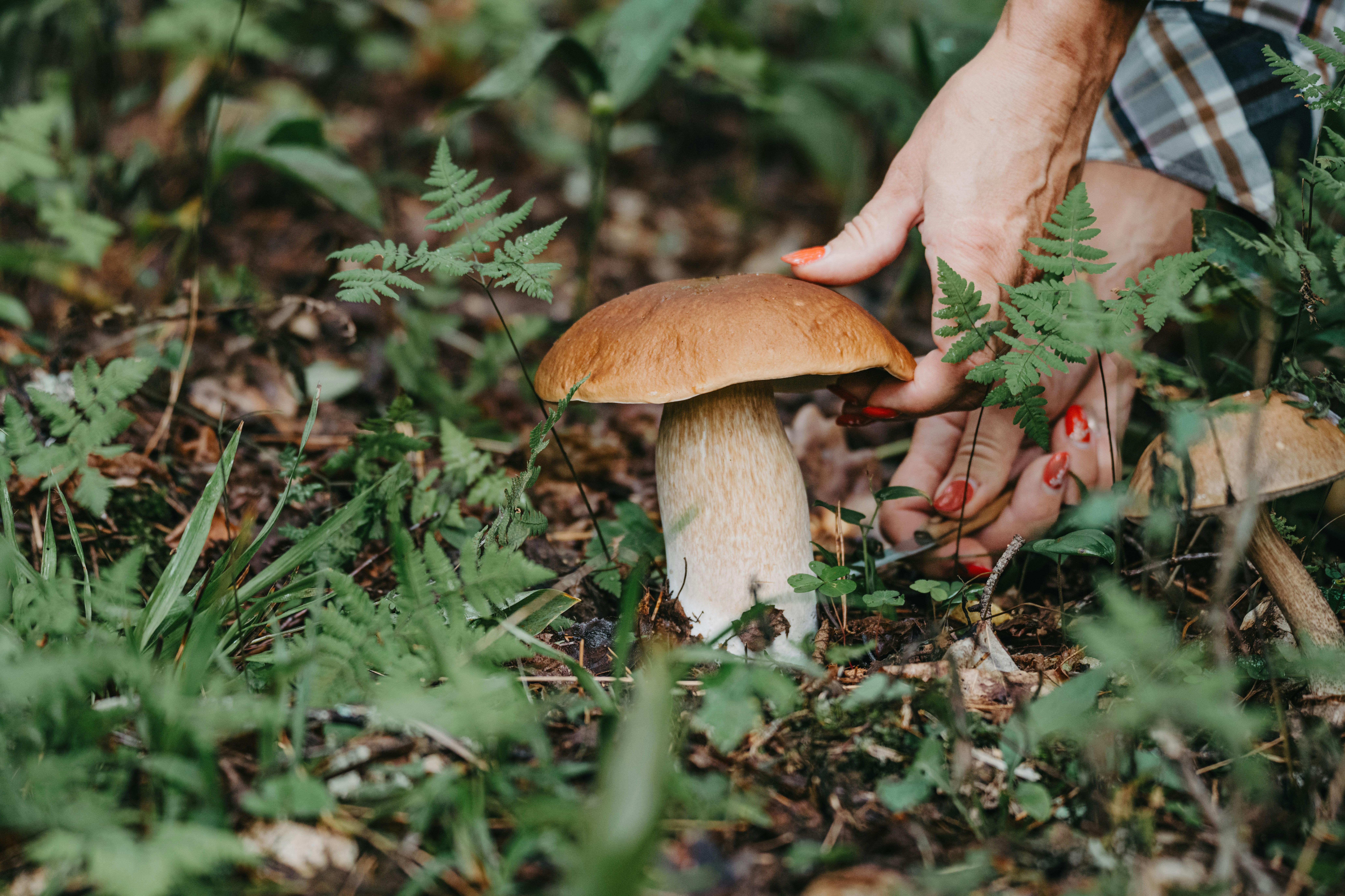 Featured image for “Pilzgerichte der Saison – Vielfalt aus Wald und Wiese”