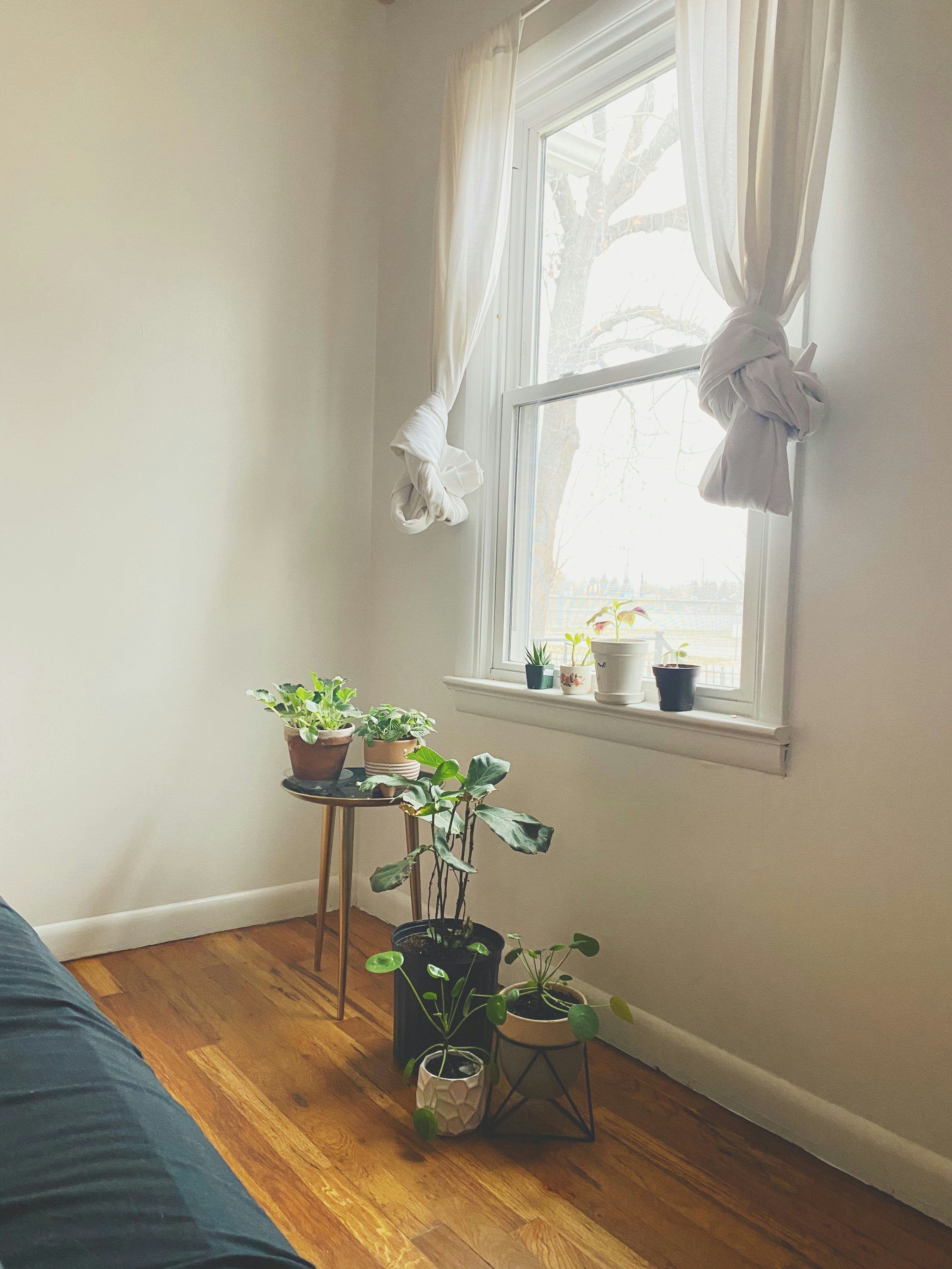 Zimmerpflanzen am Fenster für ein "Neues Jahr, neues Zuhause" Update.
