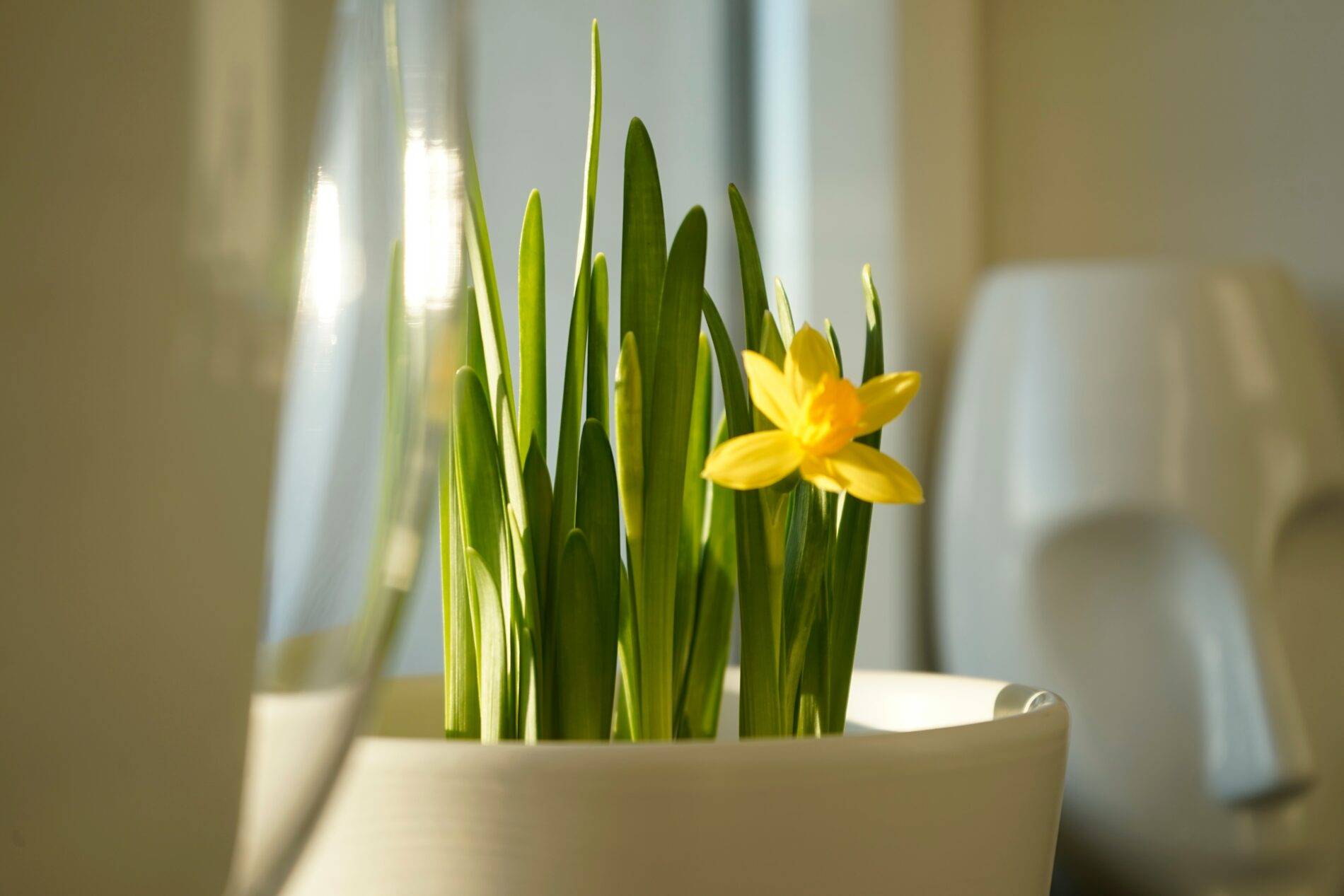 Gelbe Narzisse in weißem Topf, ein Frühlingsbote im Haus. Winter ade, Frische rein.